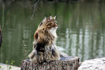 Maine Coon