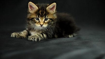 Maine Coon