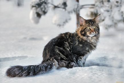 Maine Coon