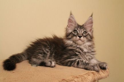 Maine Coon