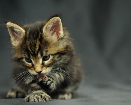 Maine Coon