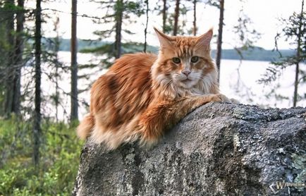 Maine Coon