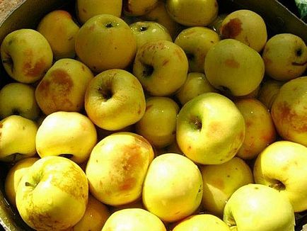 Мочені яблука в домашніх умовах - рецепти приготування в бочці, банку, з капустою, відео