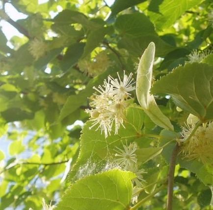 A hajam igent mondott! Napi sampon, színes és sérült haj igent uborka