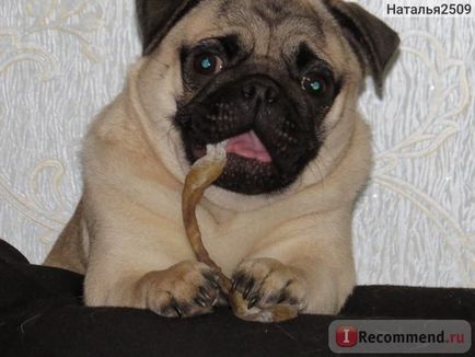 Pug este 