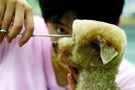 Tendințe de moda cărămizi țopsit în Taiwan - câini pătrat