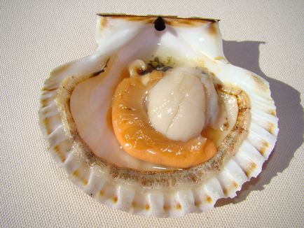 Scallop - visul gourmetului