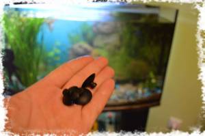 Мох яванський в акваріумі зміст, розмноження, фото-відео огляд