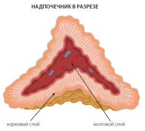 Substanța cerebrală (corticală) a glandelor suprarenale - structura, tipurile de celule, compoziția hormonală