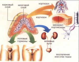 Мозкова (кіркова) речовина наднирників - будова, типи клітин, гормональний склад