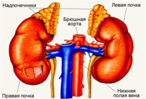 Мозкова (кіркова) речовина наднирників - будова, типи клітин, гормональний склад