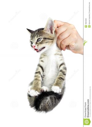 Чи можна давати коту лоратадин, котячий помічник