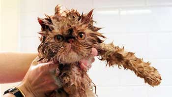 Este posibil să spălați pisica cu săpun, gudron, copil, de obicei
