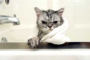 Lemoshatom a macska szappan, a kátrány, a gyermekek, a hétköznapi