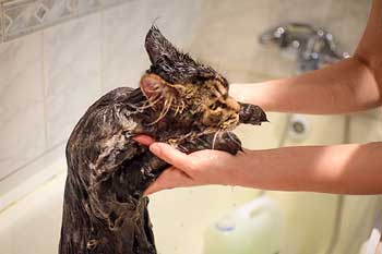 Este posibil să spălați pisica cu săpun, gudron, copil, de obicei