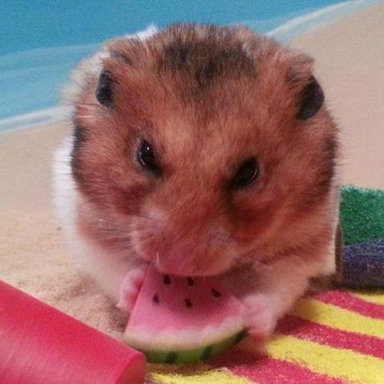 Pot hamsteri pepene verde hrana pentru hamsteri