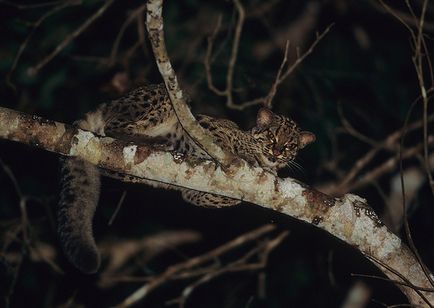 Pisica de marmură (pardofelis marmorata)