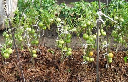 Мульчування томатів у теплиці тирсою, соломою і скошеною травою