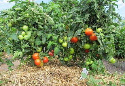 Мульчування томатів у теплиці тирсою, соломою і скошеною травою