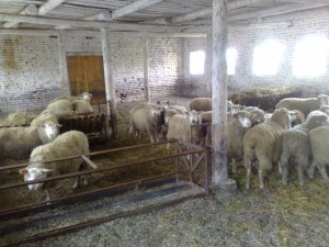 М'ясні породи овець
