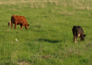 Carne de vită