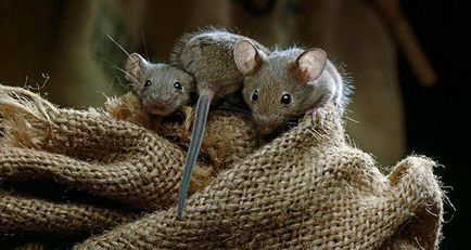 Remedii populare pentru șoareci