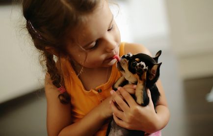 Utunk Oroszország, óvoda welsh corgi és egy német juhász Telman haus