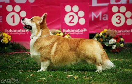 Utunk Oroszország, óvoda welsh corgi és egy német juhász Telman haus