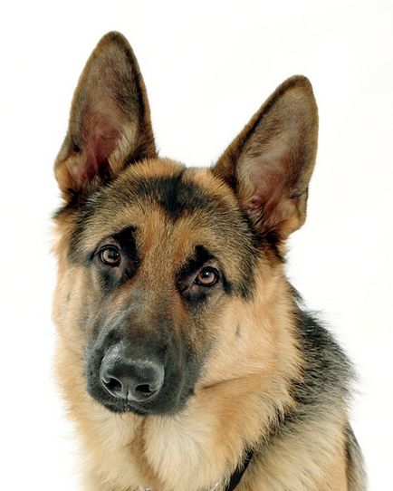 German Shepherd Dog fotografie, descrierea rasei, natura și prețurile