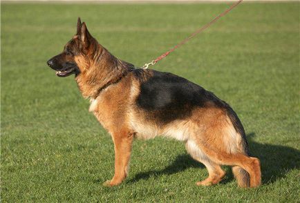 German Shepherd Dog fotografie, descrierea rasei, natura și prețurile