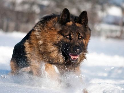 German Shepherd Dog fotografie, descrierea rasei, natura și prețurile