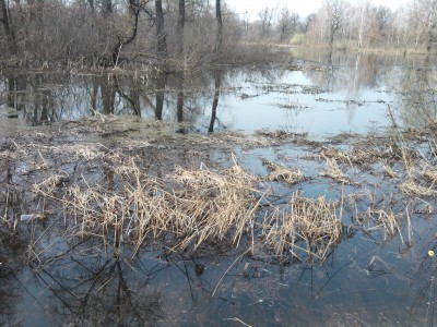 Кілька слів про досвід використання поплив-Поппера - клуб любителів воблерів