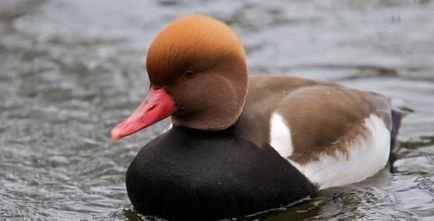 Nyrok (55 de fotografii) rață roz, arată ca un teal de marmură, roșu mare,