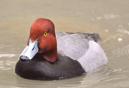 Nyrok (55 de fotografii) rață roz, arată ca un teal de marmură, roșu mare,