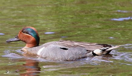 Nyrok (55 de fotografii) rață roz, arată ca un teal de marmură, roșu mare,