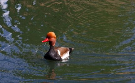 Nyrok (55 de fotografii) rață roz, arată ca un teal de marmură, roșu mare,