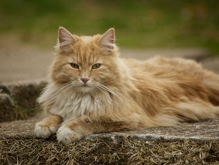 Норвезька лісова кішка докладний опис породи з фото і відео