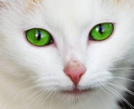 Норвезька лісова кішка докладний опис породи з фото і відео