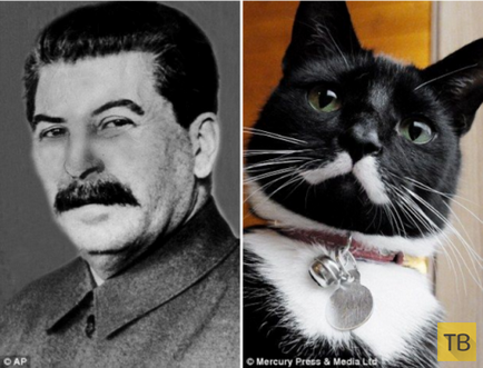 O noua stea de Internet - pisica myosif Stalin (5 poze)