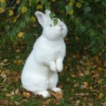 Новозеландський кролик, новозеландський білий кролик, розведення