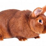 Új-Zéland nyúl, új-zélandi fehér nyúl, hígítás (hígítás) Új-Zéland Rabbit, új-zélandi fehér nyúl tenyésztési