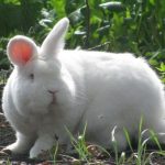 Новозеландський кролик, новозеландський білий кролик, розведення
