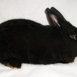Новозеландський кролик опис червоної, білої та чорної породи, їх розведення і фото