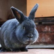 Новозеландський кролик опис червоної, білої та чорної породи, їх розведення і фото