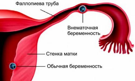 Vizsgálata hatóságok hatáskörébe tartozik a szakértő Uzi