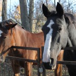 Predarea unui cal pentru călărie, hipoterapie