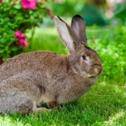 Privire de ansamblu a rasei de iepuri Rex caracteristici de reproducere și de îngrijire, fotografie