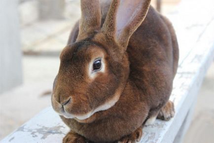 Огляд породи кролів рекс особливості розведення і догляду, фото