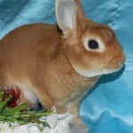 Privire de ansamblu a rasei de iepuri Rex caracteristici de reproducere și de îngrijire, fotografie
