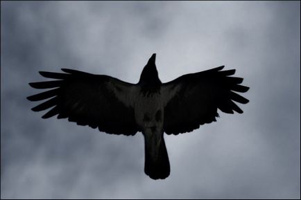 Ce este seria - corbul negru - pentru a cumpăra seria de negru barbă - film